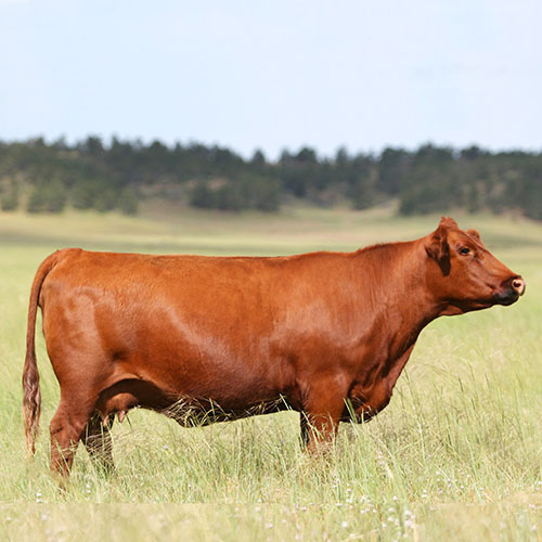 Red_Angus_oreines-farmes